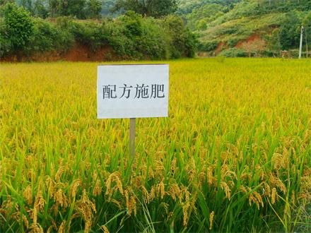 水稻采用配方施肥，科学管理，喜获丰收