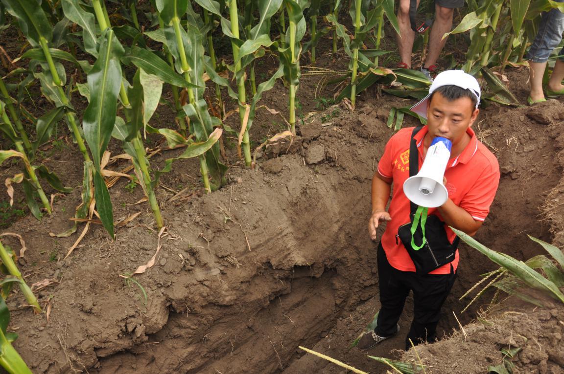 甘肃凉州老郭家玉米国产成人精东影业传媒玉米长势