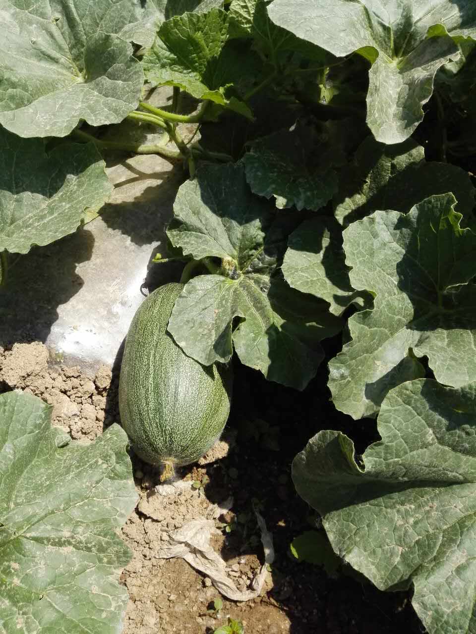 西瓜施用精东视频APP下载入口水溶肥